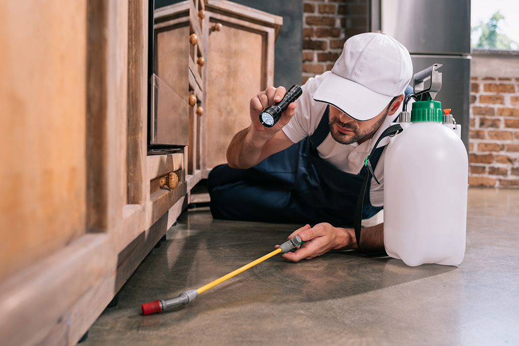 McKinney Pest Control - Alcon Pest Control Services